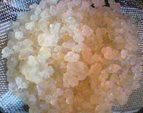 water kefirgrains