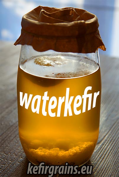 waterkefir