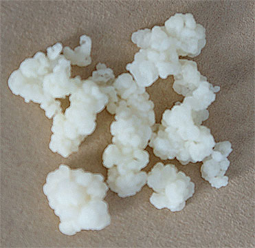 Milk kefir grains